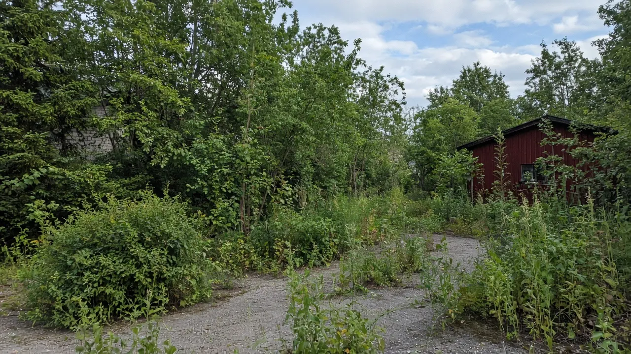 Före: igenvuxen tomt vid rött uthus i Saltsjö-Boo, tomtröjning — Andéns Trädservice (DEMO, AI-genererat exempel, inte ett kundjobb)