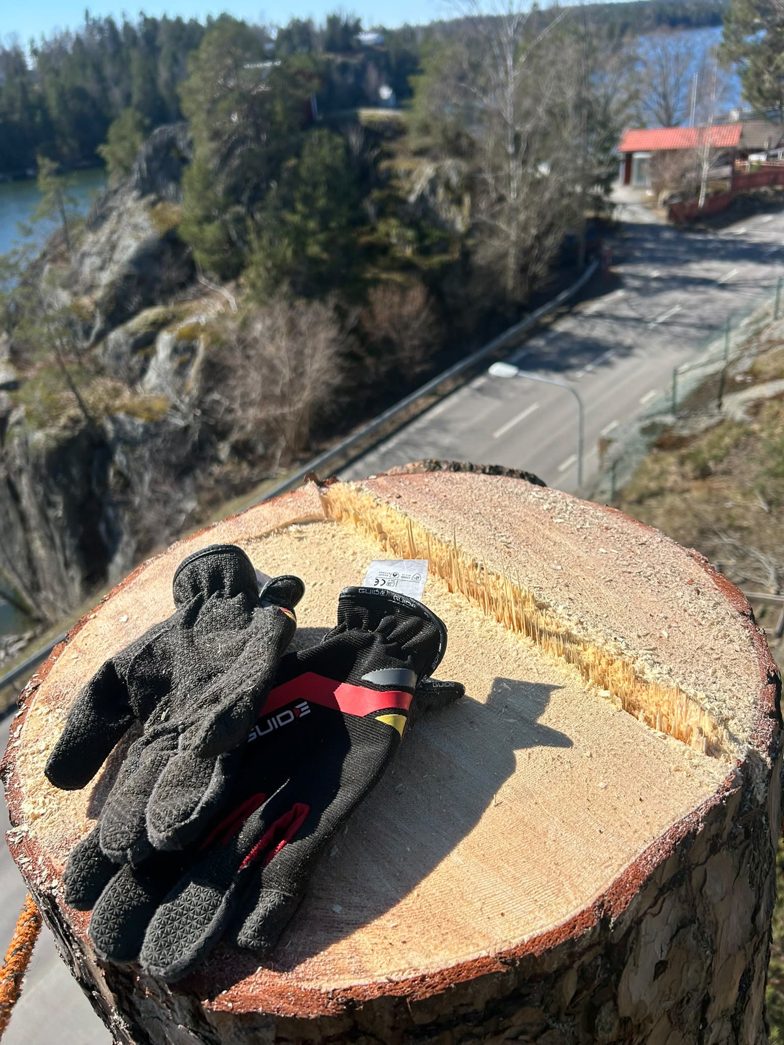 Stubbe och arbetshandskar efter fällning — Andéns Trädservice