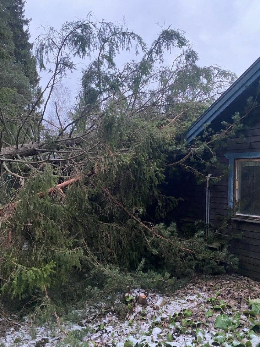 Före / akut: gran efter storm — Andéns Trädservice