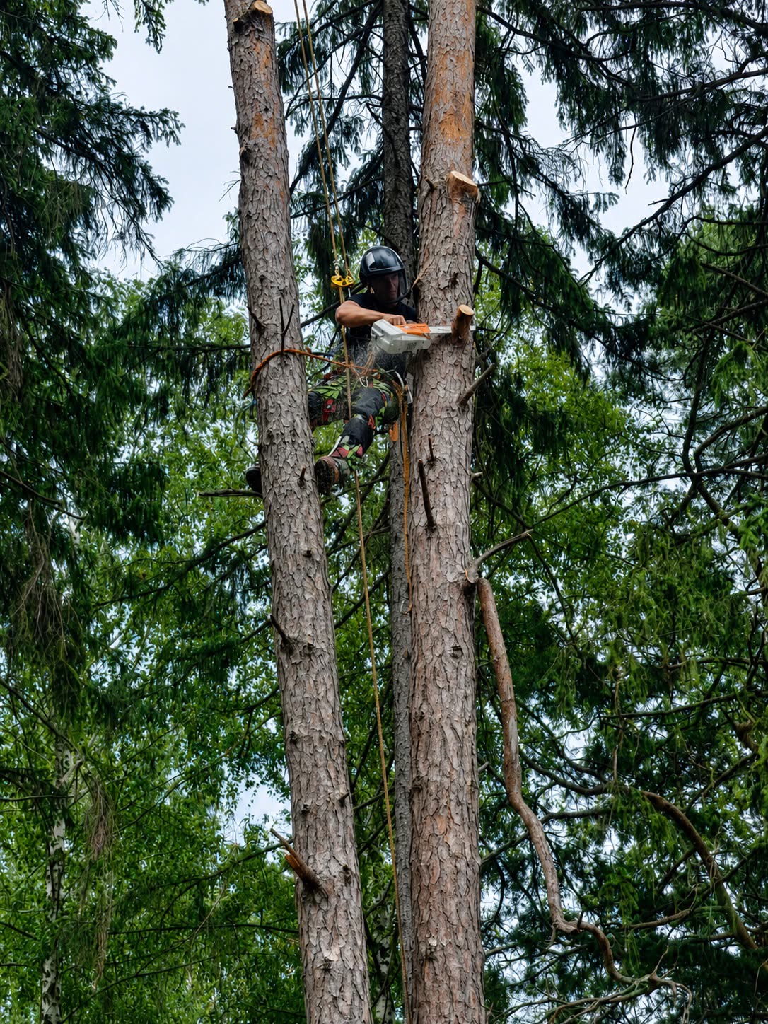 Arborist med motorsåg mellan stammar — Andéns Trädservice